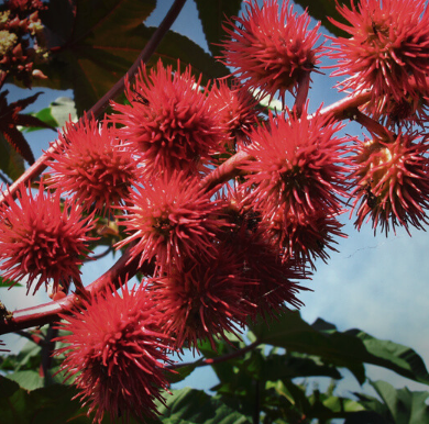 Castor Carrier Oil | Bulk (1L)