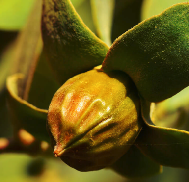 Jojoba Golden Carrier Oil | Bulk