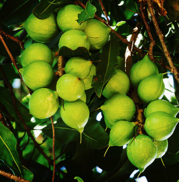 Macadamia Carrier Oil | Bulk