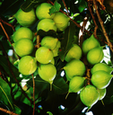 Macadamia Carrier Oil | Bulk