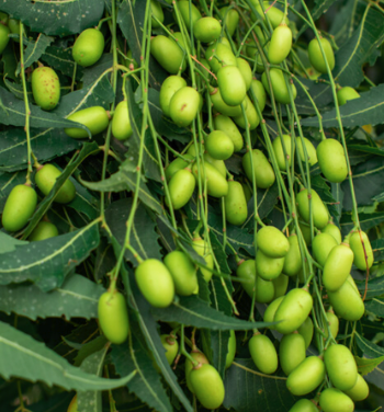 Neem Carrier Oil | Bulk (500 mL)