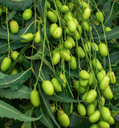 Neem Carrier Oil | Bulk