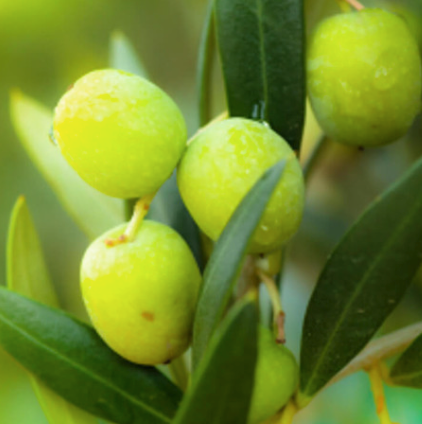 Olive Carrier Oil (extra Virgin) | Bulk (500 mL)