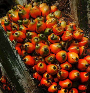 Palm Carrier Oil | Bulk (500 mL)