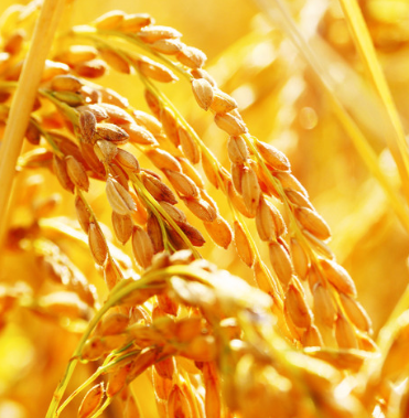Ricebran Carrier Oil | Bulk (500 mL)