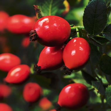 Rosehip Carrier Oil | Bulk (500 mL)