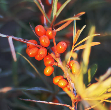 Sea Buckthorn (CO2) Carrier Oil | Bulk (500 mL)