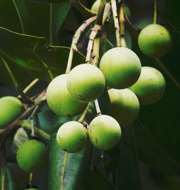 Tamanu Organic Carrier Oil | Bulk (500 mL)