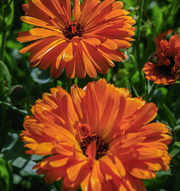 Calendula Herbal Carrier Oil | Bulk