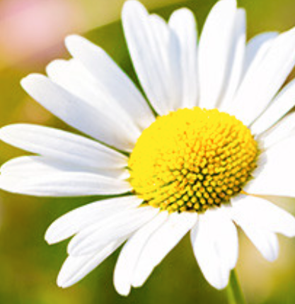 Chamomile Herbal Carrier Oil | Bulk (500 mL)