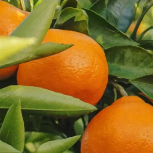 Orange Essential Oil | Bulk