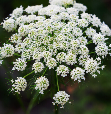 Carrot Seed Essential Oil | Bulk