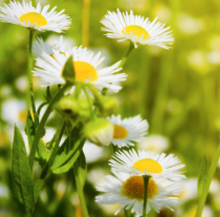 Chamomile, Roman 3% Jojoba Essential Oil | Bulk