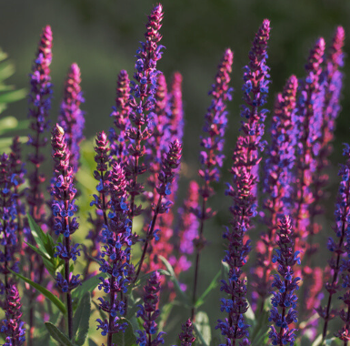Clary Sage Essential Oil | Bulk