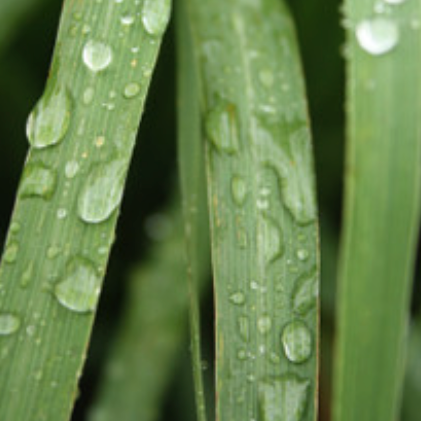 Lemongrass Organic Essential Oil | Bulk