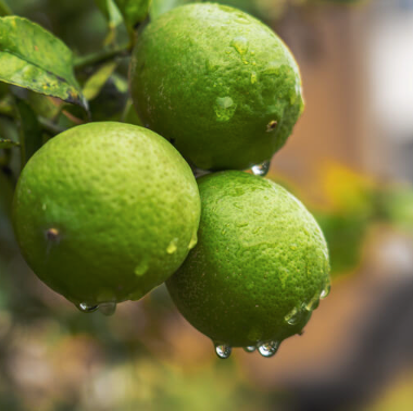Mandarin Essential Oil | Bulk