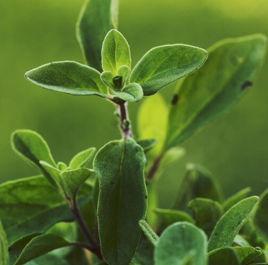 Marjoram Organic Essential Oil | Bulk