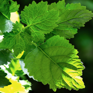 Patchouli Essential Oil (Dark) | Bulk