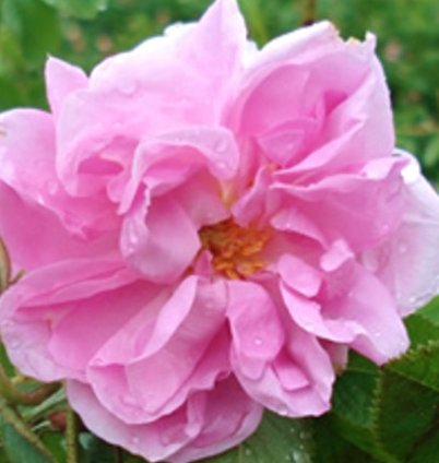 Rose (Bulgaria) 3%  Essential Oil  | Bulk
