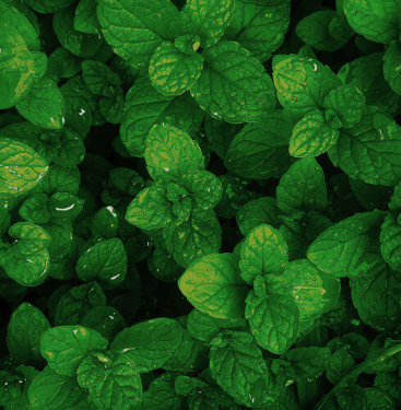 Spearmint 65% (India) Essential Oil  | Bulk