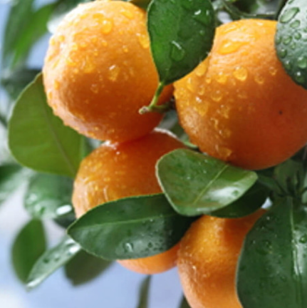 Tangerine Essential Oil  | Bulk