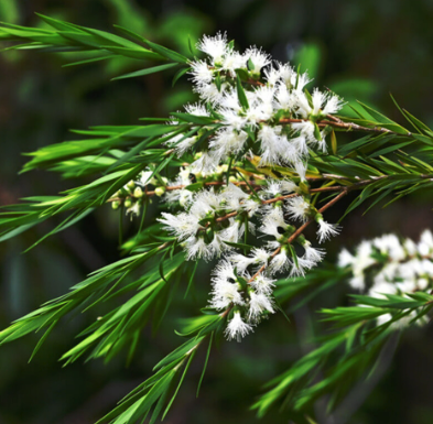 Tea Tree Essential Oil - AAA (Australia) | Bulk