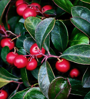 Wintergreen Organic Essential Oil | Bulk