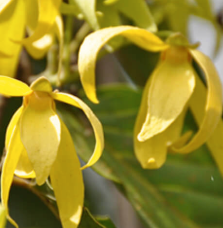 Ylang Ylang Essential Oil (#3)  | Bulk