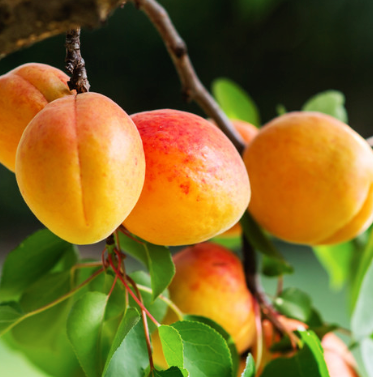 Apricot Kernel Carrier Oil | Bulk