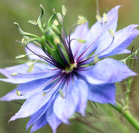 Black Cumin Seed Carrier Oil | Bulk