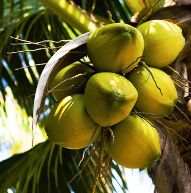 Coconut Organic Carrier Oil | Bulk
