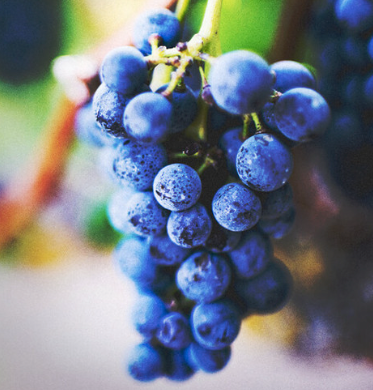 Grapeseed Carrier Oil - Cosmetic Grade - Refined  | Bulk