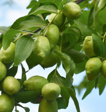 Jojoba Clear Deodorized Carrier Oil | Bulk
