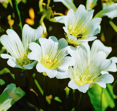Meadowfoam Carrier Oil | Bulk